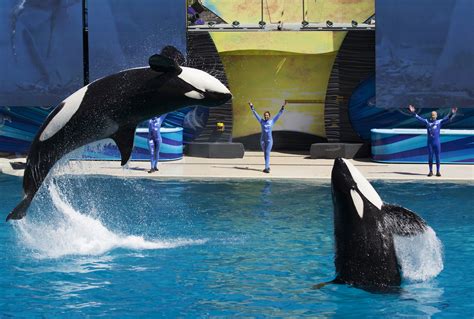 Seaworld killer whale - SeaWorld's treatment of its killer whales, or orcas, was put in the spotlight three years ago by Blackfish, a documentary that examined the death of SeaWorld trainer Dawn Brancheau, ...